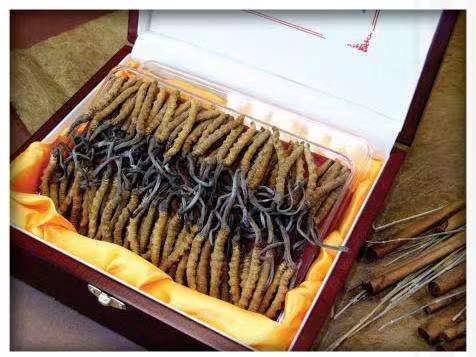 南岗冬虫夏草回收